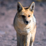 Wild fox at Laguna Miscanti