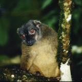 Brown Lemur
