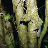 a leaf-tail gecko