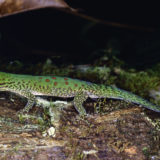 Blue tailed gecko