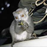 Crowned lemur eating banana