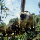 Female Black Lemur