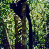 A Black Lemur