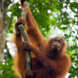 Orangutan