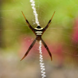 Strange spider in web