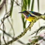 plain throated sunbird