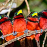 Four Black-and-red Broadbils