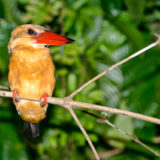 Hornbill Kingfisher