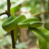 Snake in Bako NP