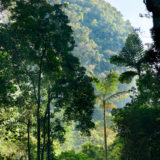 View on forest and mountain