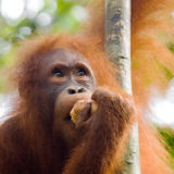 Orangutan