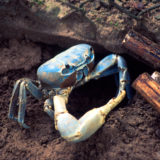 Blue crab