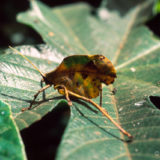 Leaf grasshopper