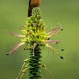 Hummingbird sitting on flower