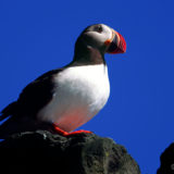 A Puffin