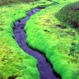 Bright green moss