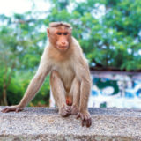 Temple monkey