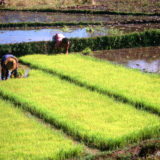 Working on rice field