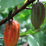 Cocoa pod on tree branch