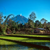 Volcano and rice fields