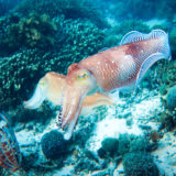 Cuttle fish at the Komodo Islands