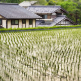 Rice field in Magome