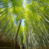 Bamboo forest