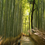 Bamboo forest