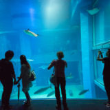 The aquarium of Osaka