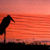 Marabu at waterline