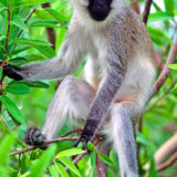 Vervet ape