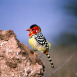 Red and Yellow Barbet