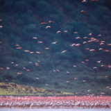 Flamingos at Lake Nakuru