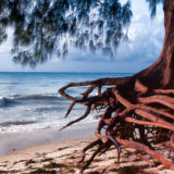 Tree at beach