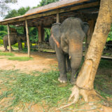 Elephant in Elephant Village