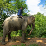 Elephant in Elephant Village