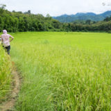 Two day trek through rice fields and jungle