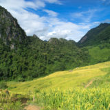 Karst mountains in the jungle, with mountain rice