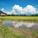 Rice fields and karst mountains