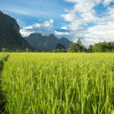 Karst mountains and rice fields