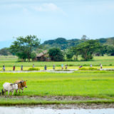 Farmers working in rice paddy