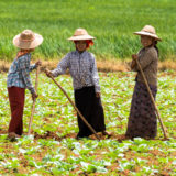 Women working in rice paddy