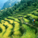 Walking between the rice fields