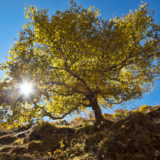 Birch in autumn colors