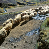 Sheep in the Andes