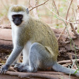 Vervet Monkey