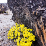 Helichrysum newii