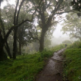 Walking in a damp forest