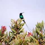 Scarlet-tufted Malachite