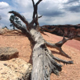 Dead tree